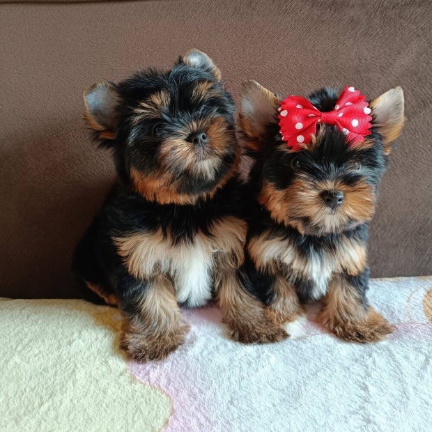 Baby-Face Yorkshire Terrier Black and Tan kiskutyk