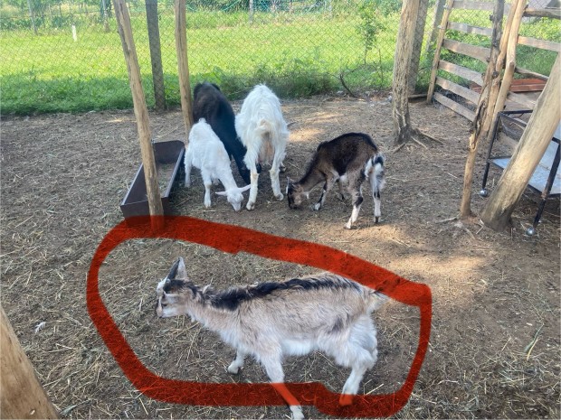 Bakk kecske gida eladó