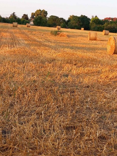 Balatonszabadiban mezgazdasgi telek elad