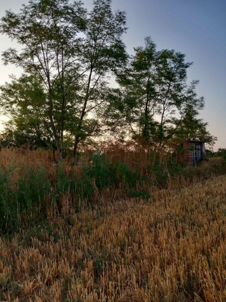 Balatonszabadiban mezgazdasgi telek elad