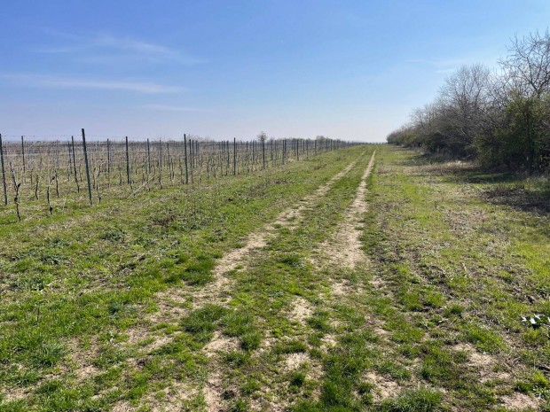 Balatonvilgos klterletn elad egy szl terlet