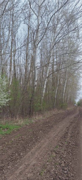 Balmaz�jv�ros mellett 4 hekt�r sz�rke ny�rfa erd� elad�!