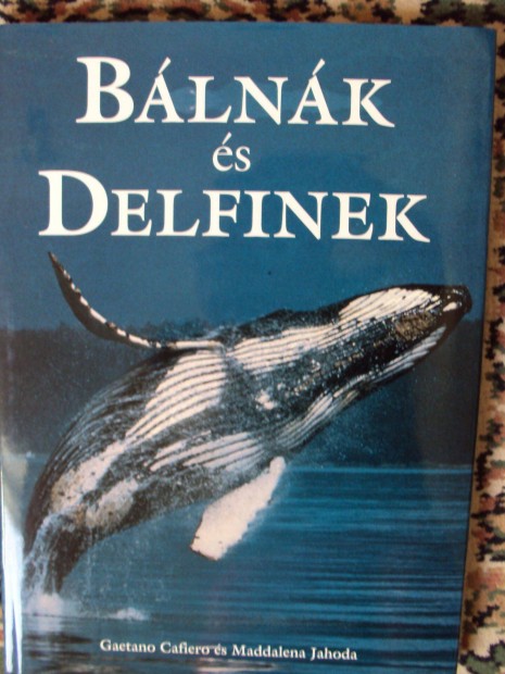 Blnk s delfinek