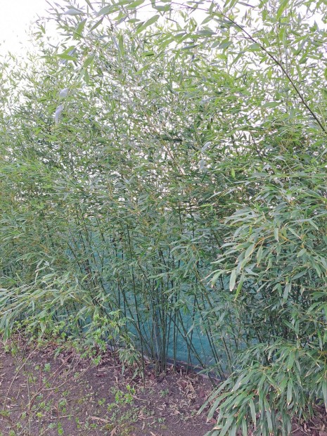 Bambusz, 3-5 magas 