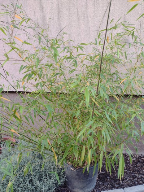 Bambusz cserpben bokros ds, kb 180 cm