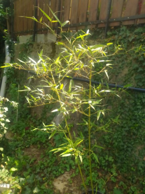 Bambusz elad 