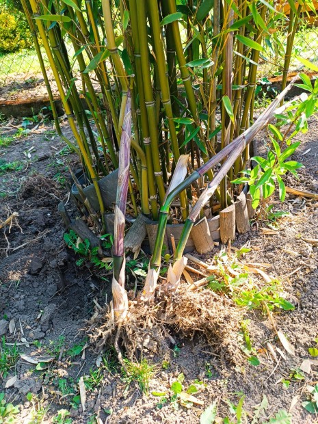 Bambusz hajts