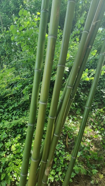 Bambusz kar