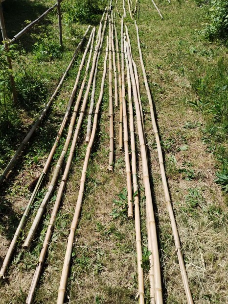 Bambusz kar Zalaegerszeg
