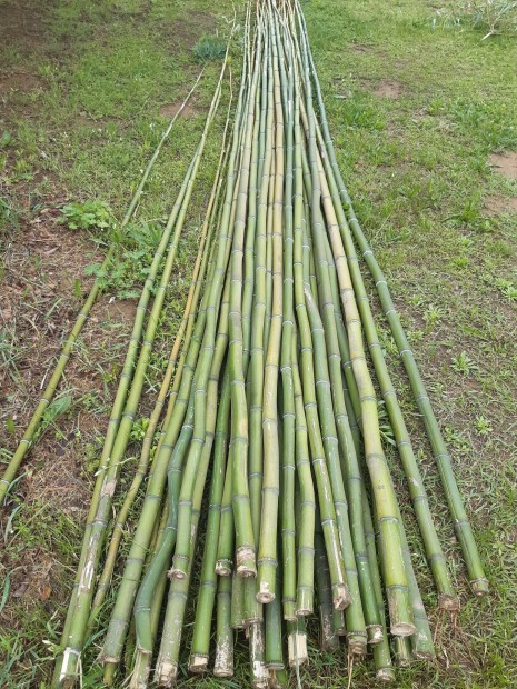 Bambusz nd elad
