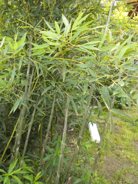 Bambusz nvny (svny bambusz) 1-6 mter