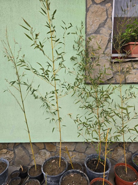 Bambusz n�v�ny kont�neres