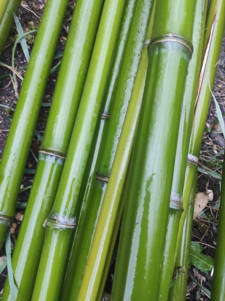 Bambusz nvny tmasztk