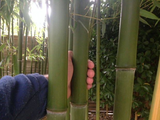 Bambusz risbambusz