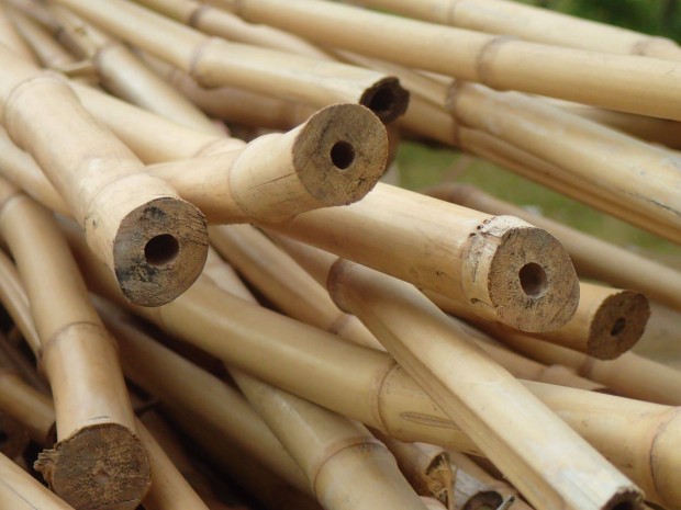 Bambusz plck, kark tbbfle mret