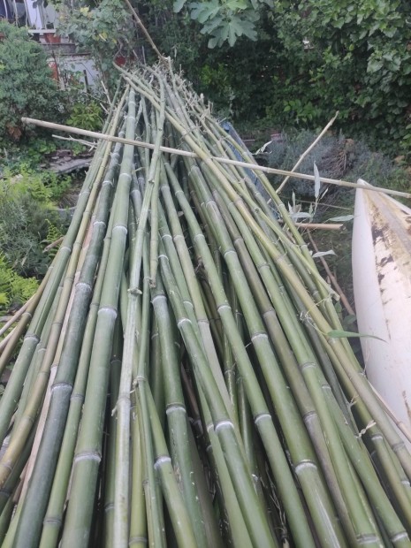 Bambusz szr 4-8 m-es.