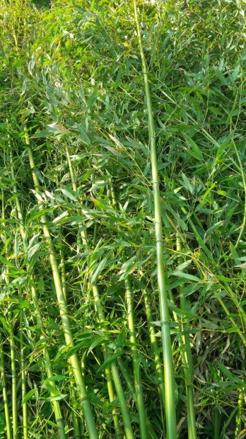 Bambusz tavaszi ltetsre