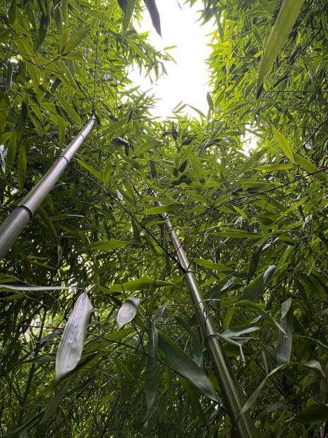 Bambusz tvek