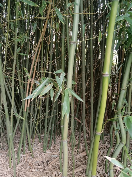 Bambuszrd ingyen elvihet