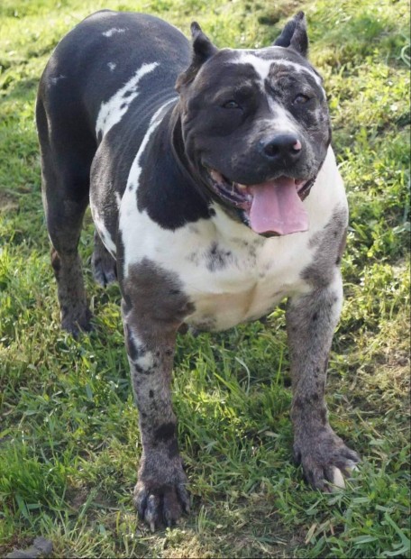 Bandog harlekin szuka ingyen elvihet