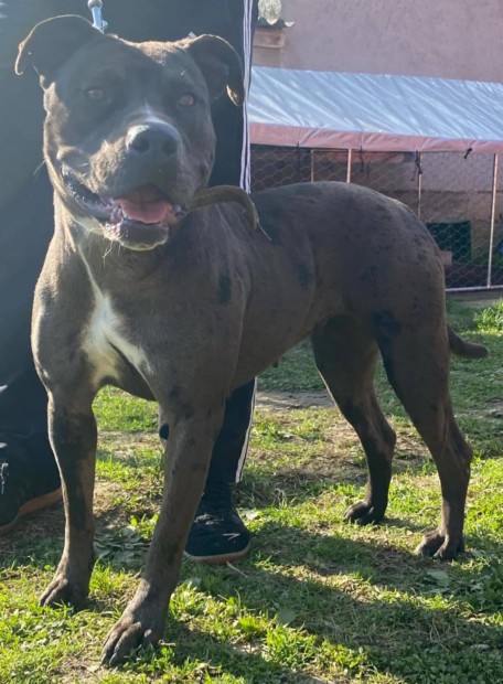 Bandog szuka ingyen elvihet 