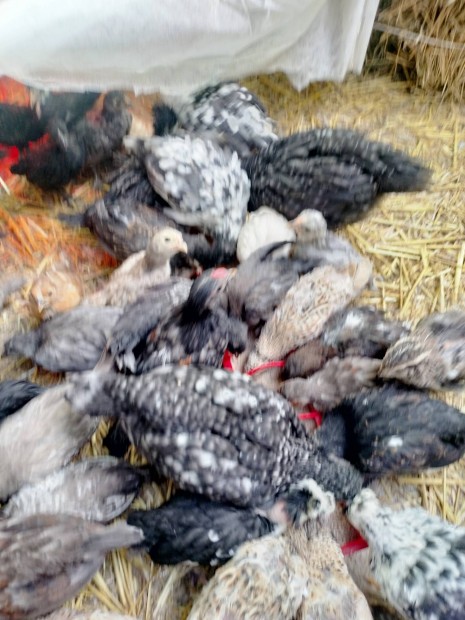 Bantam trpe csibe 6 hetes 