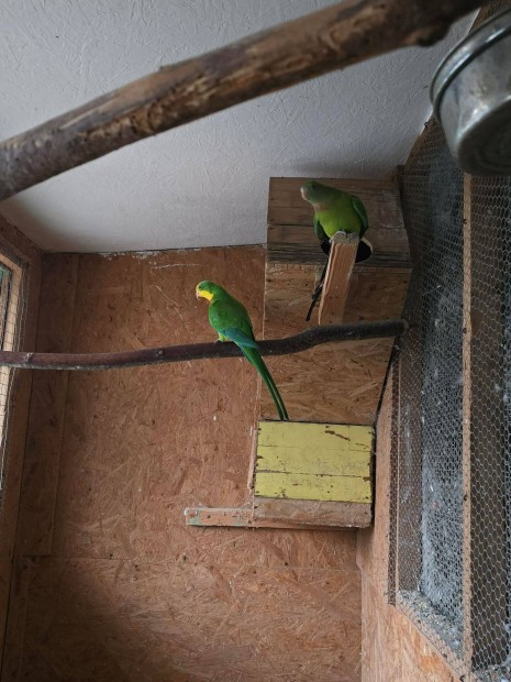 Baraband Sárgatorkú ragyogópapagáj 1 éves fiók