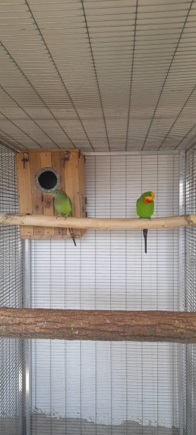 Baraband (Srgatork) papagj kltpr