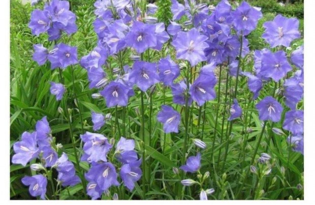 Baracklevel harangvirg Campanula persicifolia