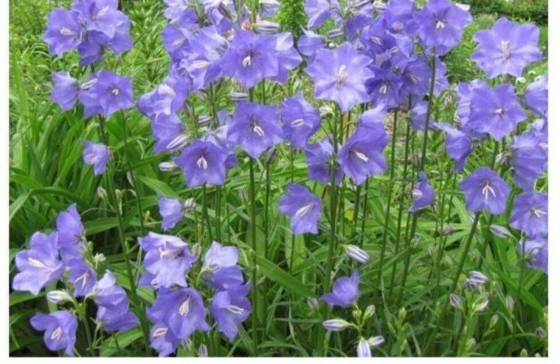 Baracklevel harangvirg Campanula persicifolia