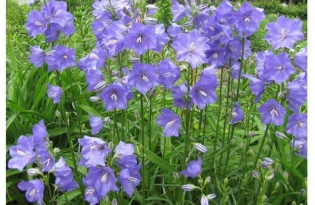 Baracklevel harangvirg Campanula persicifolia