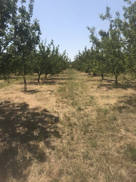 Barackos (1,35 ha)
