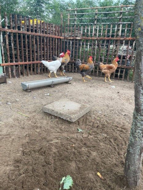 Baranyai kakasok eladk
