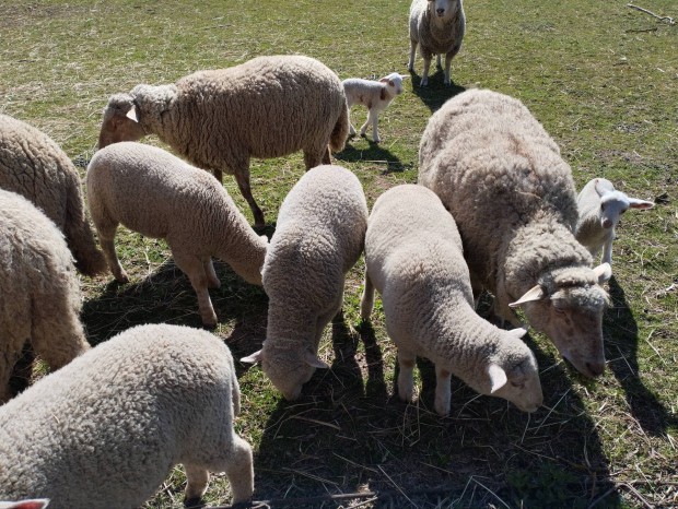 B�r�nyok elad�k