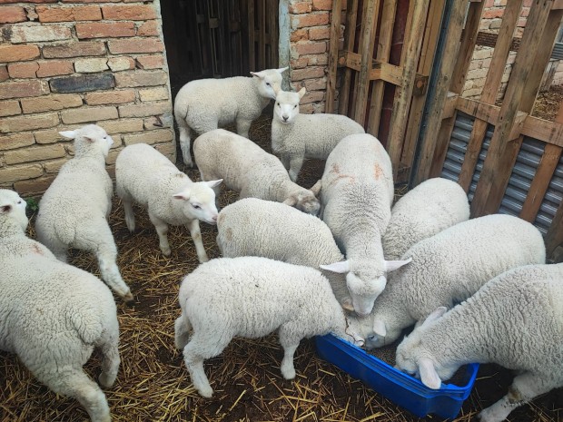 Bárányok eladók, húsvéti bárány, választási bárány 