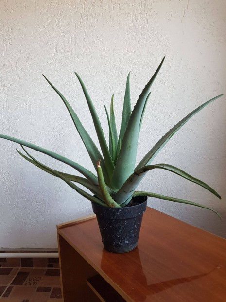 Barbadensis Miller, Aloe Vera