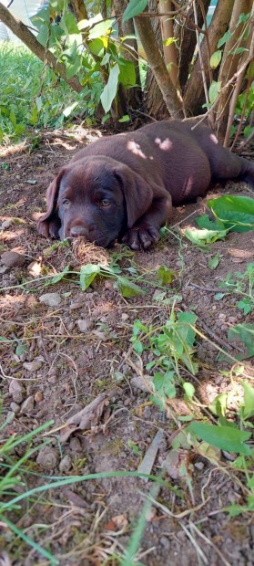 Barna ( csoki ) labrador retriever eladó minőségi kiskutyák