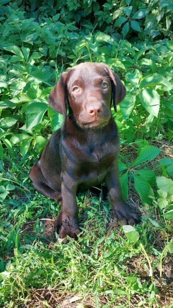 Barna labrador retriever