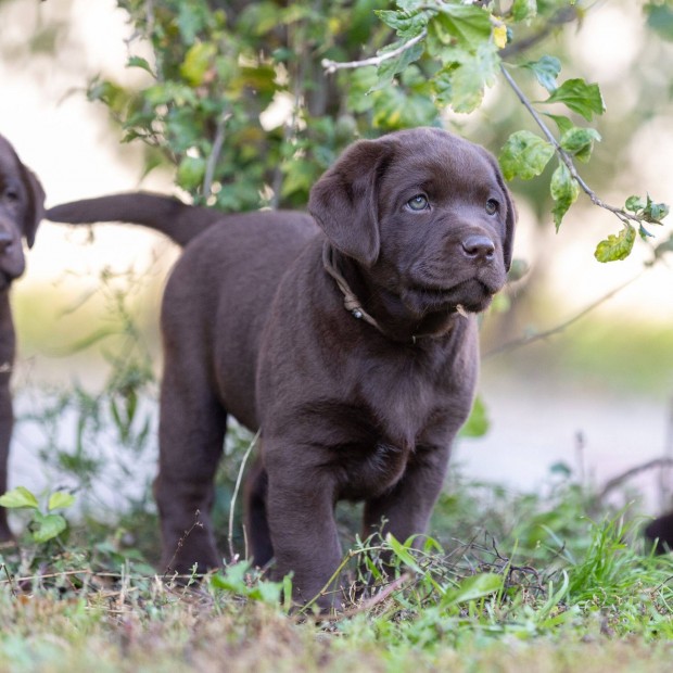 Barna labrador retriever kiskutyk trzsknyvel