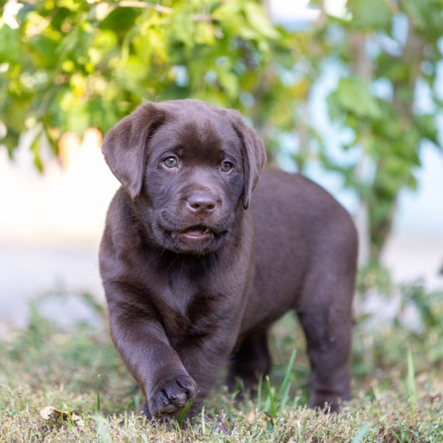 Barna labrador retriever kiskutyk trzsknyvel