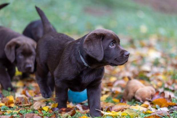 Barna labrador retriever kiskutyk trzsknyvel