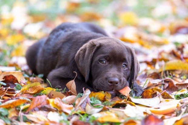 Barna labrador retriever kiskutyk trzsknyvel