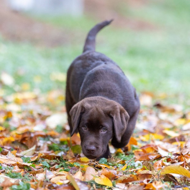 Barna labrador retriever kiskutyk trzsknyvel