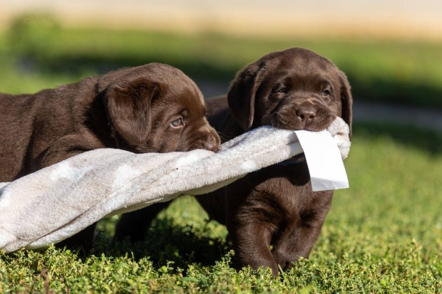 Barna labrador retriever kiskutyk trzsknyvel