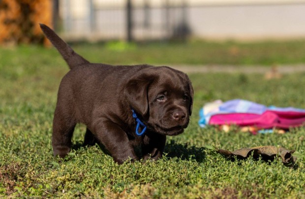 Barna labrador retriever kiskutyk trzsknyvel