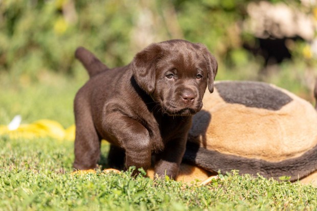 Barna labrador retriever kiskutyk trzsknyvel