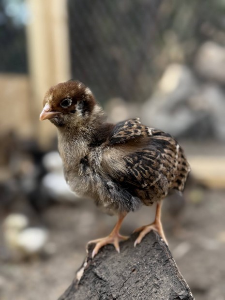 Barnevelder csibe
