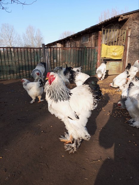 Baromfi Columbian Brahma kakasok eladak !