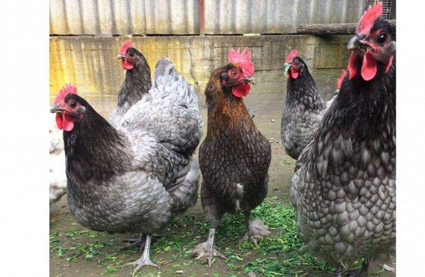 Baromfi, Marans kakasok, Australorp fiatal tojtyk