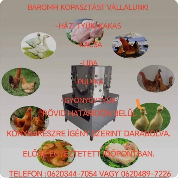 Baromfi vgs